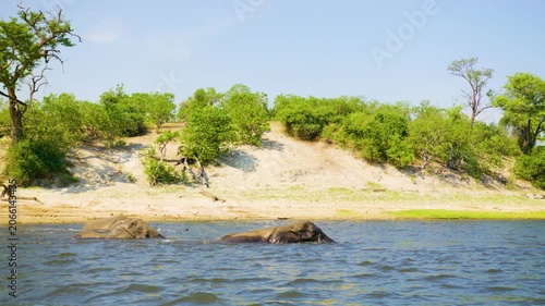 A wide angle footage of a herd of African Elephants submerged in a river at Chobe National Park, Botswana, South Africa. Elephants enjoying bathing. 