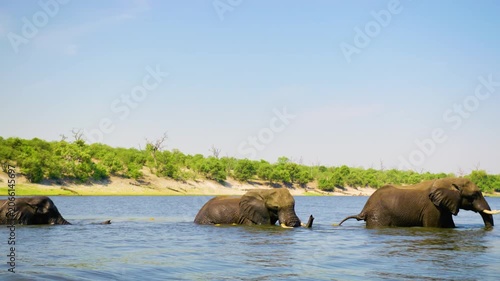 African bush elephants crossing a river together at Chobe National Park, Botswana, South Africa 
