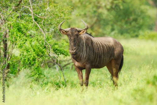 Full length profile view of a blue wildebeest (Connochaetes taurinus) standing in lush green grassland, Kruger National Park, South Africa.