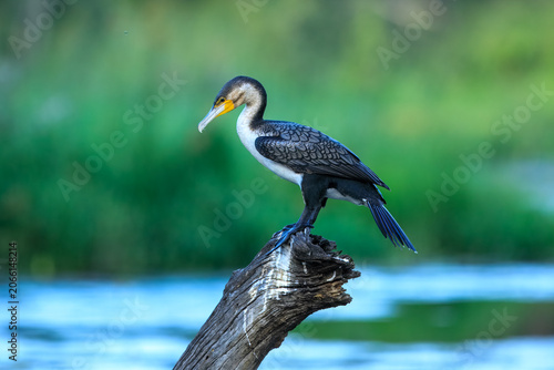 Bild auf Leinwand White-breasted cormorant (Phalacrocorax lucidus) perched on a dead tree log over water, Kruger National Park, South Africa