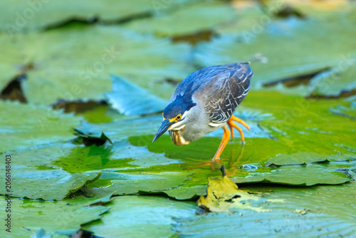Photography Little heron (Butorides striata) standing on a large green lily pad and catching a dragonfly in its beak, Kruger National Park, South Africa