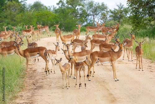 Foto A large herd of alert female impala antelopes standing together on a dirt road during a safari in Kenya
