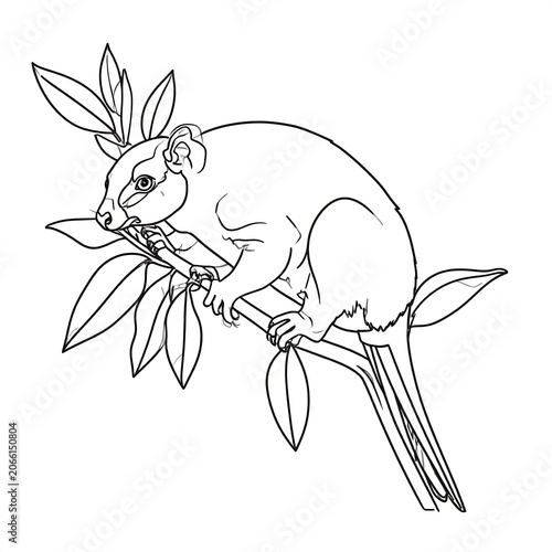 A black and white line drawing of a small marsupial eating leaves