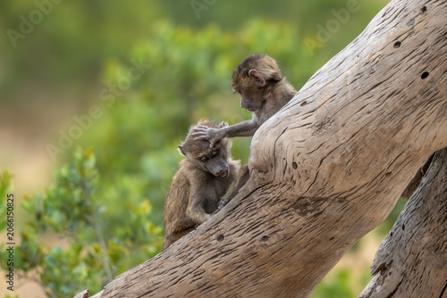 Canvas Print Two juvenile baboons playing and wrestling together on the ground during a safari in Kenya