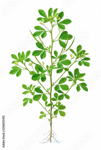 Fresh green plant with visible roots and small white flowers on a white background