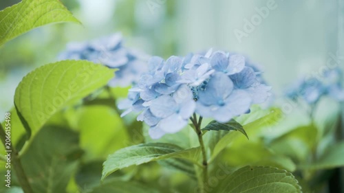 アジサイ　6月