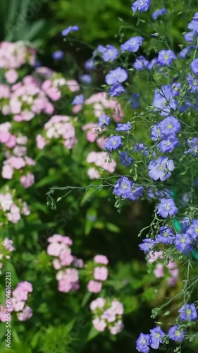Blue flax flowers with delicate petals stand out against a background of soft pink blooms in a vibrant garden. Green foliage surrounds the blossoms, under natural daylight, thriving outdoors.