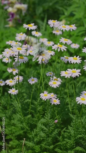 A small white butterfly pauses on a daisy among many others in a sunny green meadow. The white petals and yellow centers create a cheerful display in daytime.
