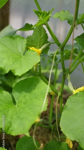 A healthy cucumber plant blooms with bright yellow flowers. Its green leaves and vine structure are clearly visible as it grows in a sunny garden environment.