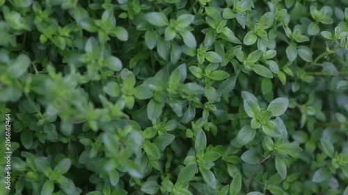 Thyme herb plant with dense green leaves. Macro botanical video. Culinary herbs and organic gardening concept. Design for wallpaper, poster, banner, header