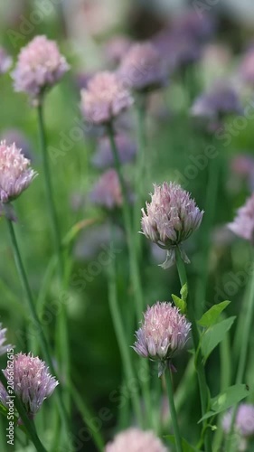 A close-up view of delicate light purple chive flowers standing tall with green stems in a lush outdoor garden. The soft blossoms create a peaceful natural display on a sunny day.