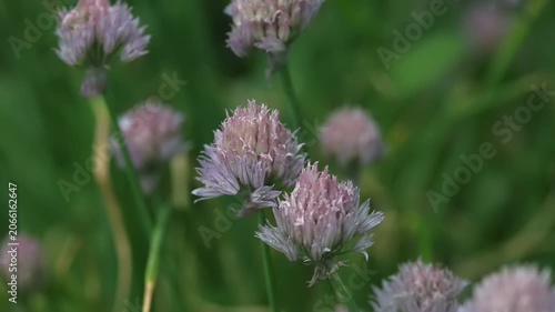 Close-up of pale chive flower heads showcasing their delicate petals. These beautiful herbs are thriving in a garden environment during a warm daytime.