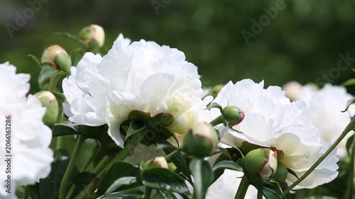 Close up view of delicate white peonies with their lush green leaves and new buds. Flowers are blooming beautifully in a vibrant garden under the daytime sun.