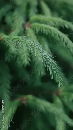 Observe the detailed texture of a close up conifer tree branch adorned with numerous sharp, green needles. This evergreen plant thrives outdoors under natural daylight.