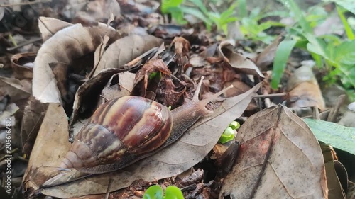 Giant African Land Snail Crawling Slowly on Forest Floor with Dry Leaves