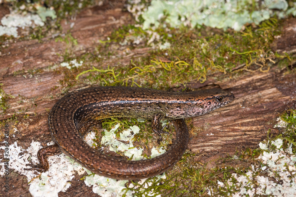Obraz premium Close up of a common skink, Oligosoma polychroma, also known as the northern grass skink, which is a species of skink native to New Zealand