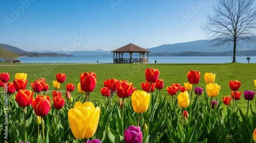 Vibrant Tulips by the Lake A stunning panorama showcases a field of colorful tulips in full bloom with a serene lake and distant mountains forming a picturesque backdrop on a bright sunny day