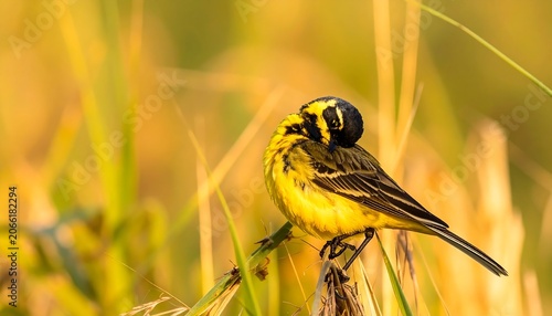 Yellow bird perched in tall grass