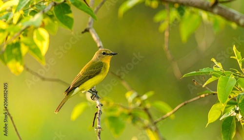 Yellow bird perched on a branch (1)