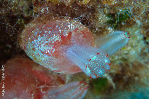 Fényképezés Sea squirt from Cyprus