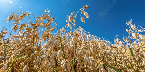Expansive oat field under a vibrant blue sky during sunny summer.