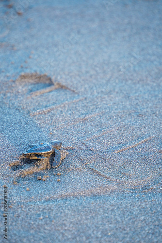 Baby Sea Turtle Crawling Across Sand