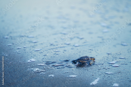 Baby Sea Turtle Reaching Wet Shore