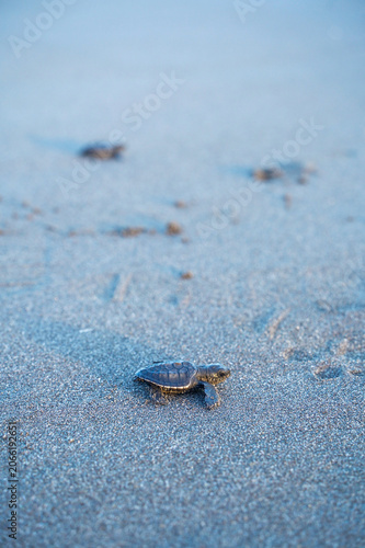 Sea Turtle Hatchlings On Sandy Beach