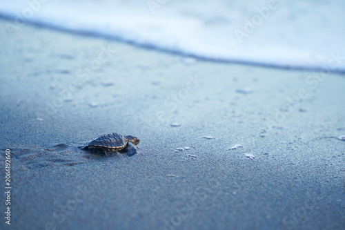Sea Turtle Hatchling Near Ocean Wave