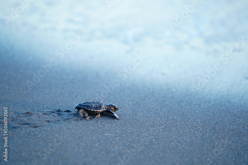 Tiny Sea Turtle Crossing Wet Sand