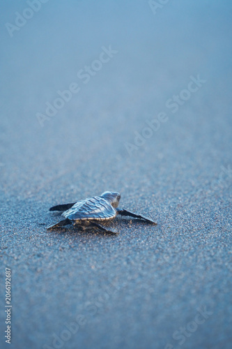 Close Baby Sea Turtle On Beach
