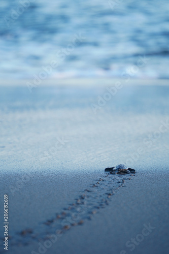 Sea Turtle Hatchling Tracks To Ocean
