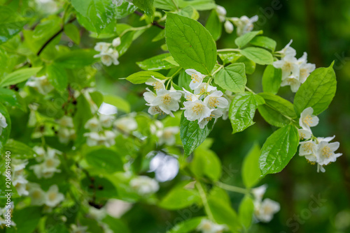 Fotografie Like scattered stars among emerald leaves, the sweetly scented flowers of mock orange brighten the garden