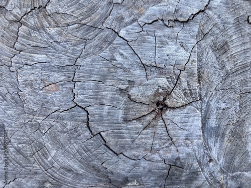 Konstfotografi Rough rustic gray wooden surface texture with deep fissures and circular patterns