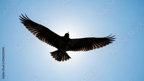 Majestic Silhouette of a Bird Soaring Against a Bright Blue Sky.