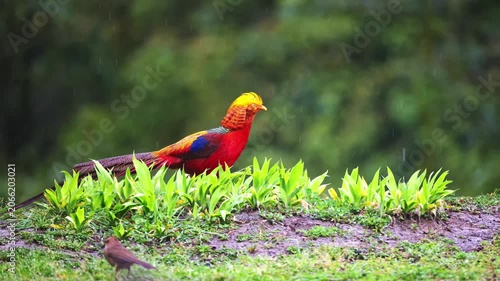 Vibrant male golden pheasant with colorful plumage standing on green grass under light rain.