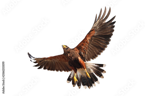 Beautiful flying Harris's hawk isolated on transparent background.