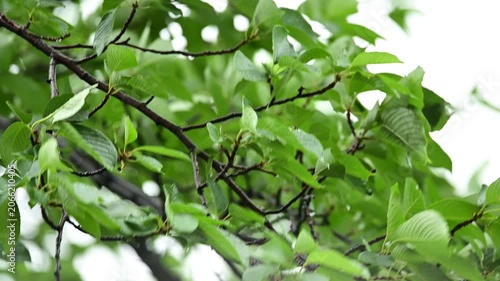 風に揺れる新緑（6月のソメイヨシノ）