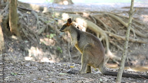 фотографія Swamp Wallaby Standing Alert in a Sunlit Australian Woodland Habitat