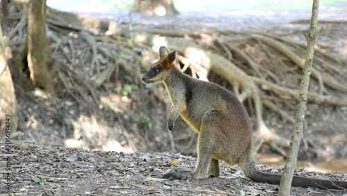 фотографія Alert Swamp Wallaby Standing in a Sunlit Australian Woodland Habitat