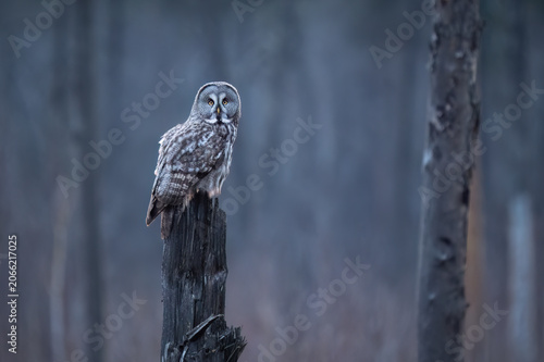 Great grey owl (Strix nebulosa) perched on a tree stump in a misty European forest. Majestic wild owl in its natural habitat during a moody overcast day.