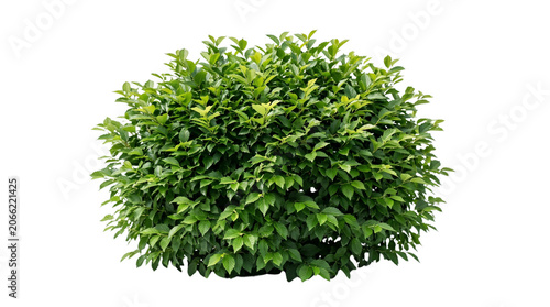Green Bush – High‑Resolution Plant Illustration Representing Growth, Nature, and Freshness for Gardening, Landscaping, and Creative Projects