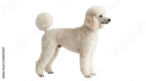 White Poodle – High‑Resolution Pet Portrait Representing Elegance, Intelligence, and Style for Animal, Lifestyle, and Creative Projects
