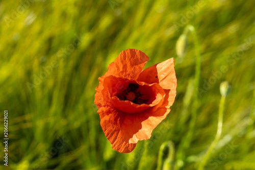 Single Red Poppy Flower Among Green Wheat Stalks in Summer Field. Close-up photograph of a delicate red poppy standing among lush green wheat. The shallow depth of field 