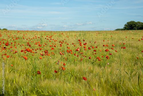 Obraz na plátně Vast Green Wheat Field Scattered with Red Poppies Under Blue Sky