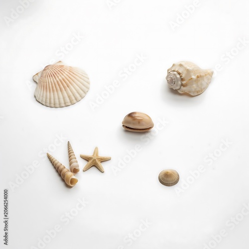 Collection of Various Natural Seashells and Starfish on White Surface.