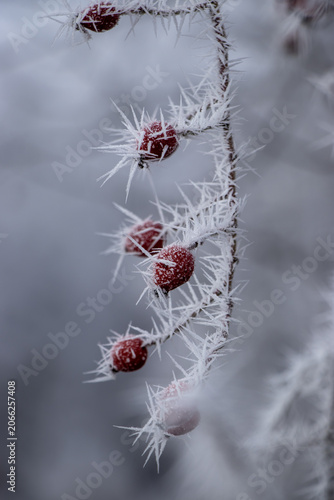 Принти на полотні Vertical close up of frozen dog rose hips with icy crystals in winter forest
