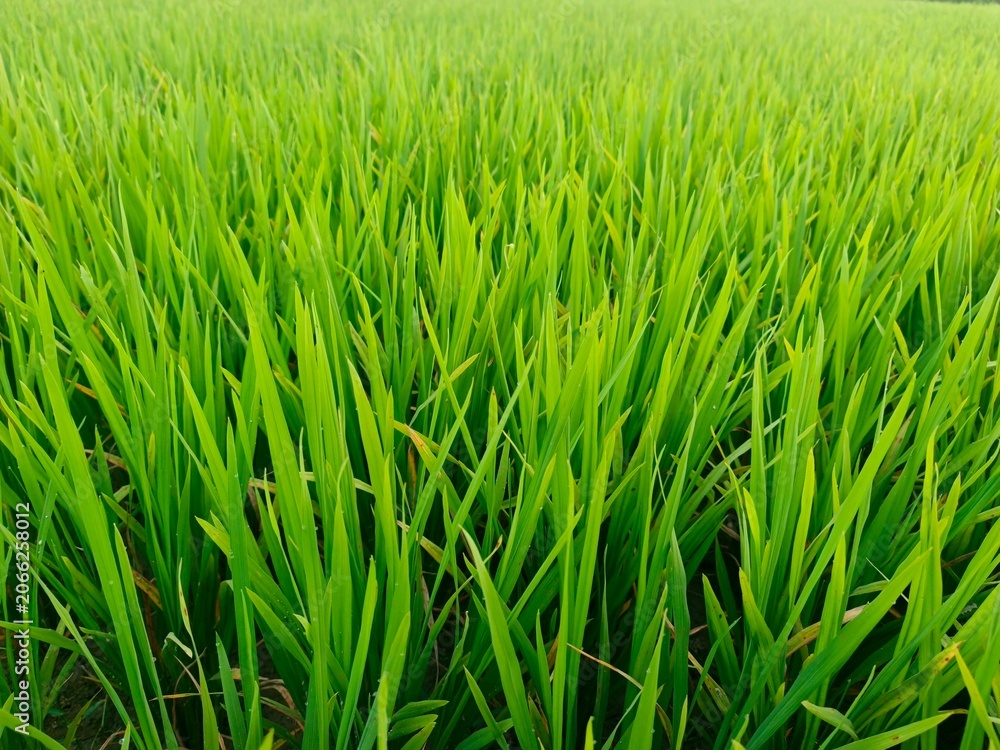 Obraz premium Green Rice Field Agricultural Crop Green Rice Crop Growing In Agricultural Field Lush Paddy Field In Natural Farm Landscape Healthy Rice Plants In Sustainable Agriculture Fresh Green Rice Field Backgr