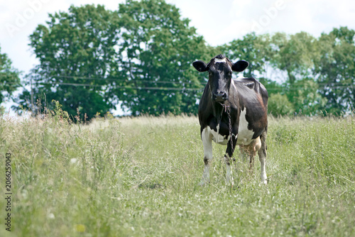 Slika na platnu Dairy cow in the pasture