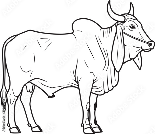Indian Brahman Bull with Hump Line Art Vector Illustration
